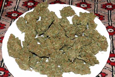 042007_weed_on_a_persian.jpg